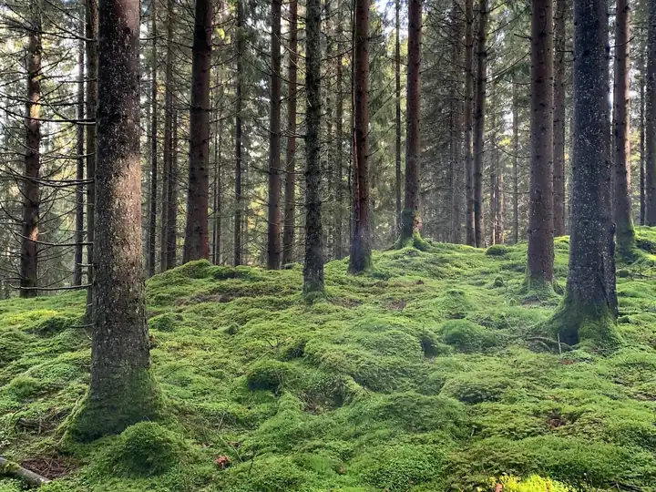 Moss and tall pines