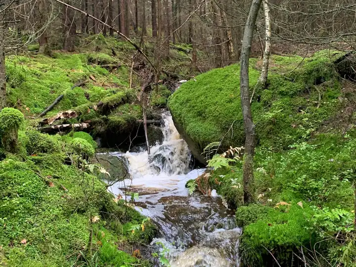A stream in the forest