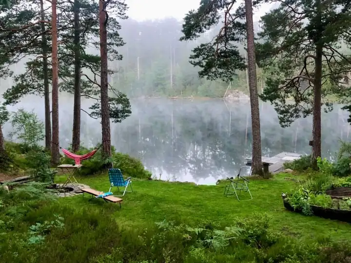 Morning mist through the pines