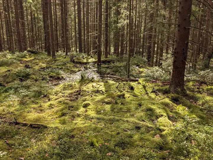 Mossy spruce forest