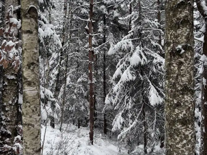 The forest in deep snow